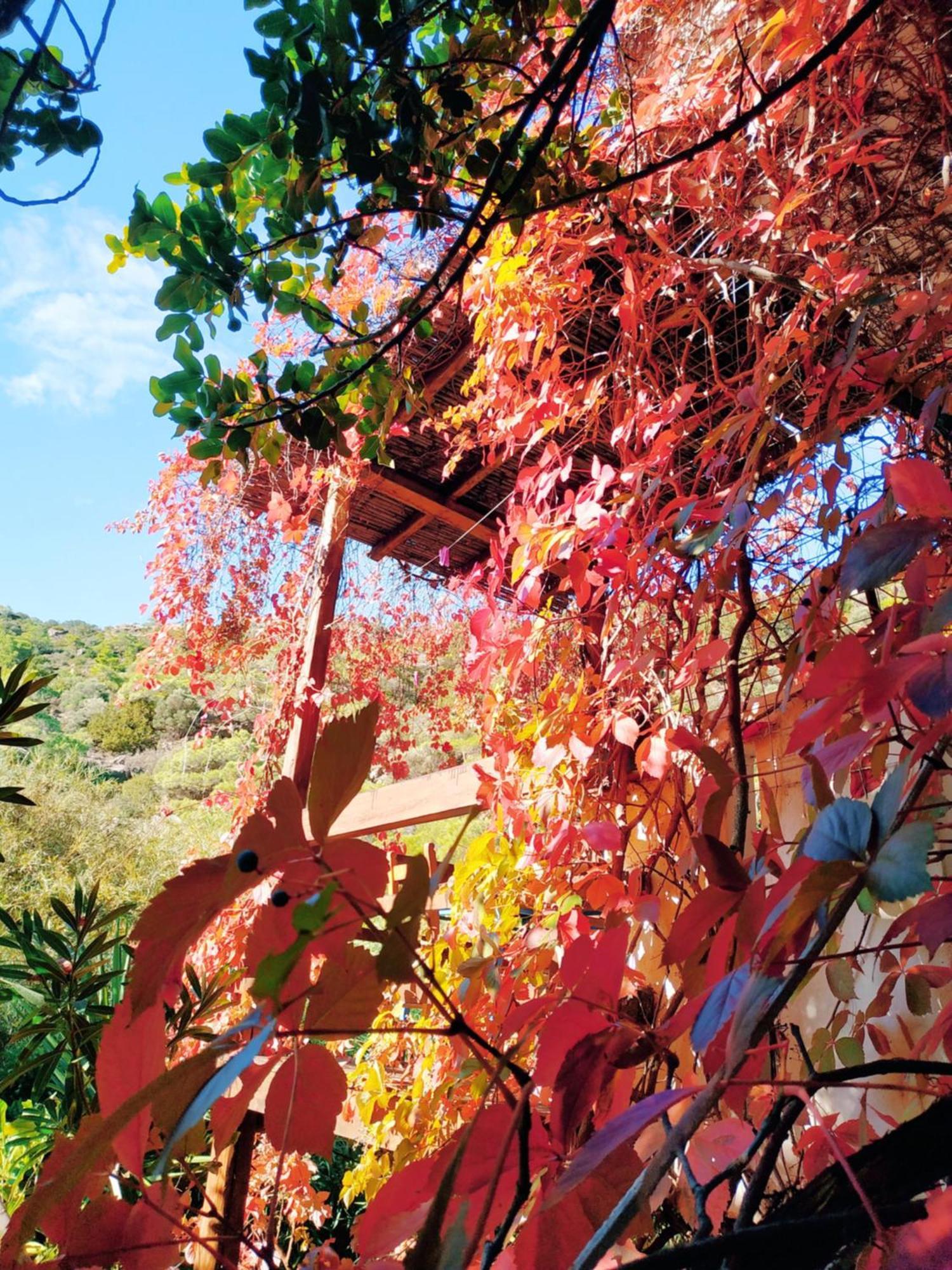 Oleander'S Garden Traditional Cretan Cottage Férma Kültér fotó